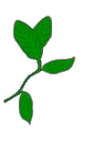 flor